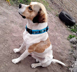 Tribal Pattern Ecuadorian Large Pet Dog Thick Collar